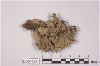 藏品(梅衣屬)的圖片